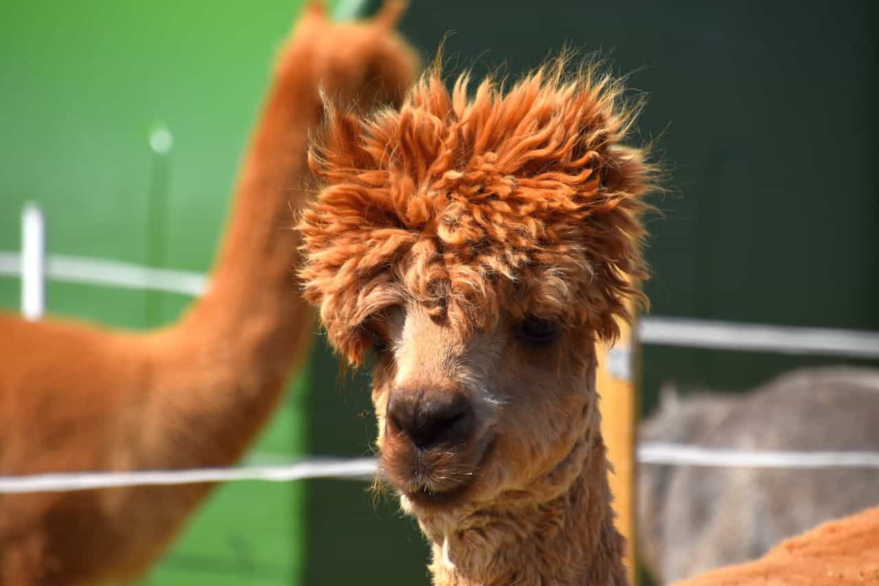 Photo by Robert Kedra: https://www.pexels.com/photo/a-brown-llama-in-close-up-shot-11529839/